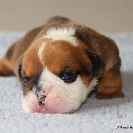 Mavrick - Red male Bulldog puppy in Winnsboro, Texas from JP Ranch Bulldogs