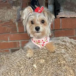 Sophie - Yorkshire Terrier