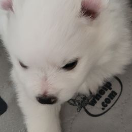 American Eskimo Dog Puppies from Diamond Storm Eskies