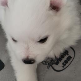 American Eskimo Dog Puppies from Diamond Storm Eskies