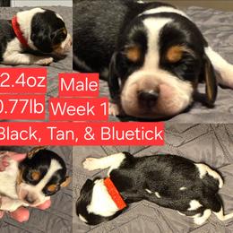 Rugar Red Male - Black tan and bluetick male Beagle puppy in Bemidji, Minnesota from Nse Farms Beagles