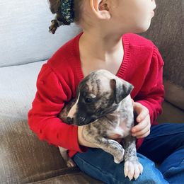 Kevin - Whippet puppy from Smithfield Park