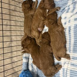 Cavapoo Puppies from Country Club Cavapoos