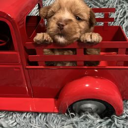 Yorkshire Terrier Puppies from Thomas Valley Yorkies