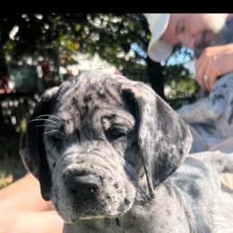 Great Dane Puppies from BkB’s House of Danes