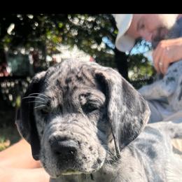Great Dane Puppies from BkB’s House of Danes