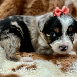 Coral col - Blue merle female Miniature Australian Shepherd puppy in 32046, Florida from River Hill Ranch