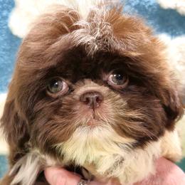 MOLEIGH - Liver and white female Shih Tzu puppy in Candler, North Carolina from Pup-Tzu WNC