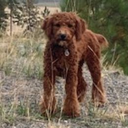 Poodles from Peachy Poodles