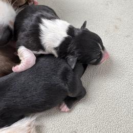Peanut - Black tri-color female Australian Shepherd puppy in Wrightstown, New Jersey from Hartzland Farm Australian Shepherds
