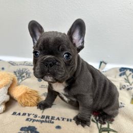 Kenickie - Blue male French Bulldog puppy in Belleville, Illinois from Poppy’s Frenchies