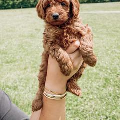 Susan - Red  Goldendoodle puppy in Brodhead, Kentucky from Gentry Goldendoodles