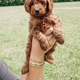 Susan - Red  Goldendoodle puppy in Brodhead, Kentucky from Gentry Goldendoodles