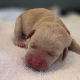 Male 5 ylw - Yellow male Labrador Retriever puppy in Lenore, Idaho from Sunny Skies Retrievers