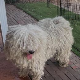 Puli All Grown Up from Bowmaker Pulik
