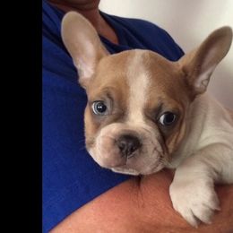 Boston Terrier, Companion Cross, and French Bulldog Puppies from High Plains French Bulldogs,Boston Terriers and Frenchtons.