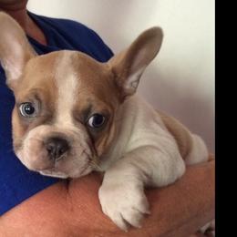 Boston Terrier, Companion Cross, and French Bulldog Puppies from High Plains French Bulldogs,Boston Terriers and Frenchtons.