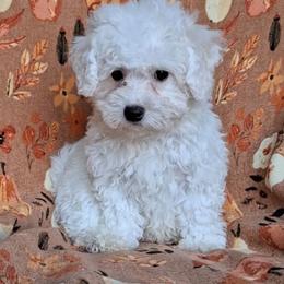 Max - White male Maltipoo puppy in Crestview, Florida from Little Cupcakes and Little Pumpkins Maltipoos