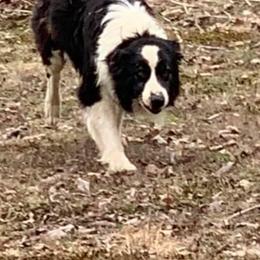 Border Collie and Miniature Australian Shepherd Puppies from Ross Vegas Kennels