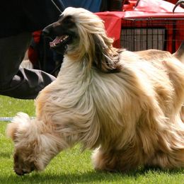 Afghan Hounds and Cocker Spaniels from Michele's Pups