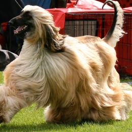 Afghan Hounds and Cocker Spaniels from Michele's Pups