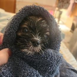 Shih Tzus from Farm Animal Mommy Shih tzu's