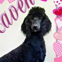 Ray Ray - Poodle