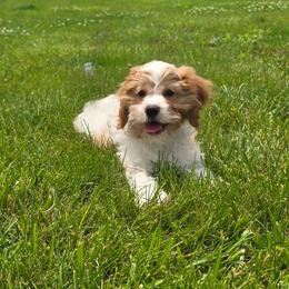 Buster - Blenheim male Cavapoo puppy in Atwood, Illinois from Peace Road Puppies