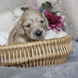 Dachshund Puppies from Shoebox Doxie’s