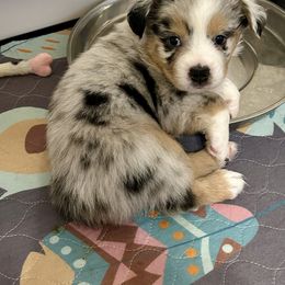 Willie - Australian Shepherd puppy from Two Nichols Aussies