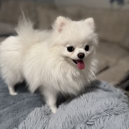 Girl 1 - White female Pomeranian puppy in Scottsdale, Arizona from Posh Puppy Pals