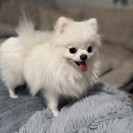 Girl 1 - White female Pomeranian puppy in Scottsdale, Arizona from Posh Puppy Pals
