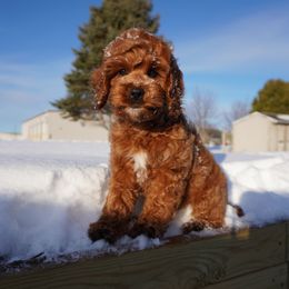 Fabio - Red and white male Cockapoo puppy in Shipshewana, Indiana from Home Raised Cockapoos