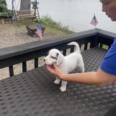 English Setter Puppies from Monkota Setters