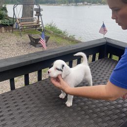 English Setter Puppies from Monkota Setters