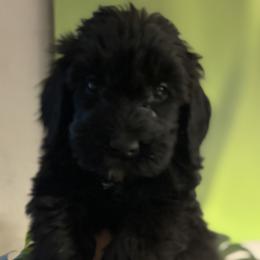 Sparkles - Black female Goldendoodle puppy in Tucson, Arizona from Cheryl's Goldendoodles