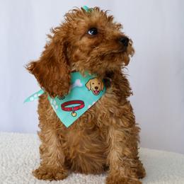 Celeste - Red female Cavapoo puppy in Apopka, Florida from Rae Precious Puppies