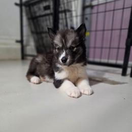 Frieren - Agouti and white female Siberian Husky puppy in Buckeye, Arizona from Anime Huskies