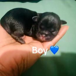 Brody - Black male Shih Tzu puppy in Detroit, Michigan from Friends4everkennel LLC