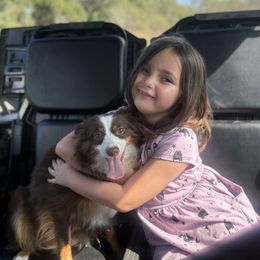 Izzy - Miniature Australian Shepherd