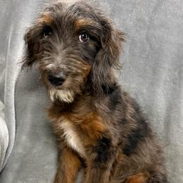 Cowboy Jack - Merle male Goldendoodle puppy in Churchill County Fallon, Nevada from Card Family Ranch