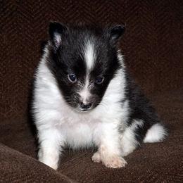 Rottweiler and Shetland Sheepdog Puppies from Mountain High Kennels