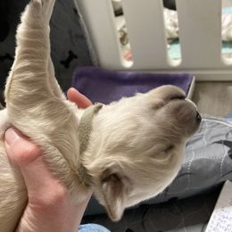 Golden Retriever Puppies from Reel Ridge Goldens