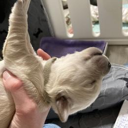 Golden Retriever Puppies from Reel Ridge Goldens