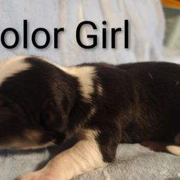 Triple Clear, OFA parents, Tri Girl - Black and tan female Pembroke Welsh Corgi puppy in Harpursville, New York from Rex Farm Corgis
