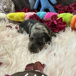 Dachshund Puppies from Gulfishan Kennels