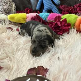 Dachshund Puppies from Gulfishan Kennels