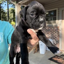 Belle - Brindle female Boxer puppy in Taft, Tennessee from Hillbillie Boxers