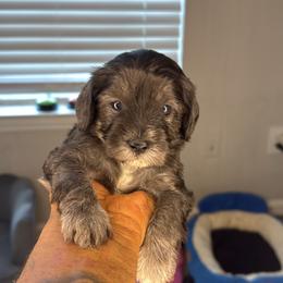 David - Gray male Yorkipoo puppy in Atlanta, Georgia from YorkShih Pup & Co