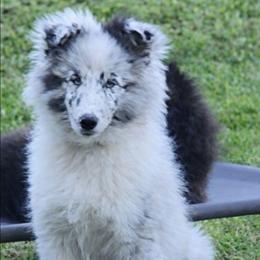 River - Blue merle and white male Shetland Sheepdog puppy in Weedsport, New York from M&M Shelties and Smooch-A-Bulls English Bulldogs